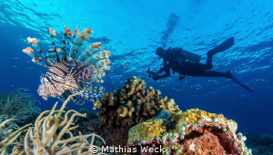 Lion Fish with diver at Tubbataha reef by Mathias Weck 